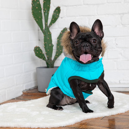 winter sailor dog parka GF PETS - Aqua