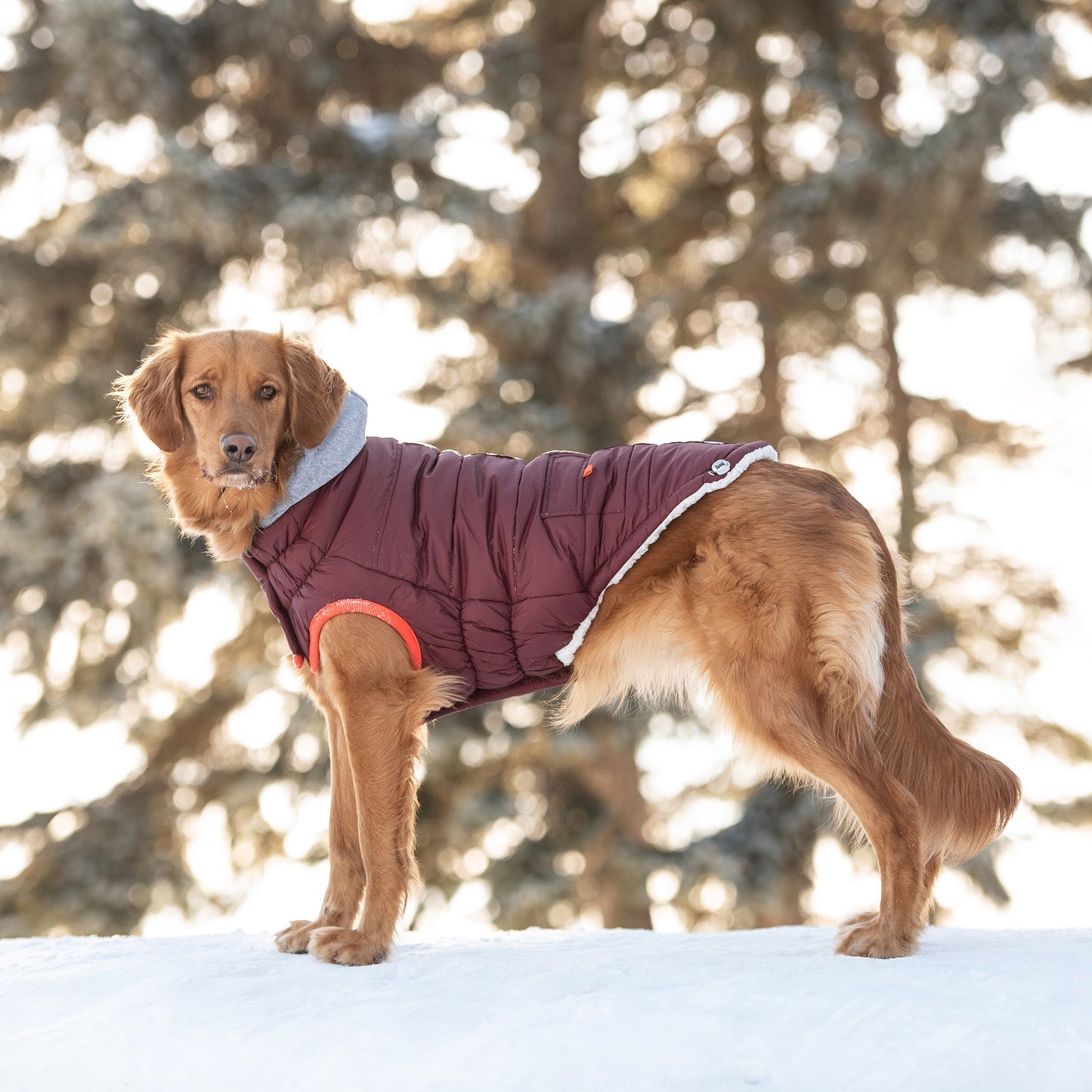 winter sailor dog parka GF PETS - Burgundy