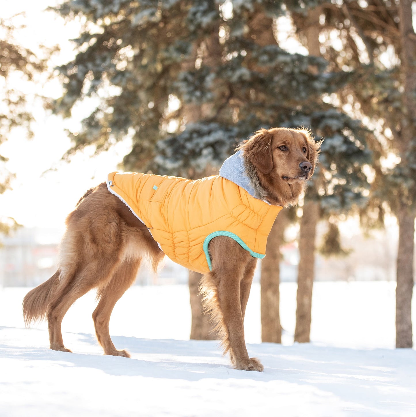 winter sailor dog parka GF PETS- Yellow