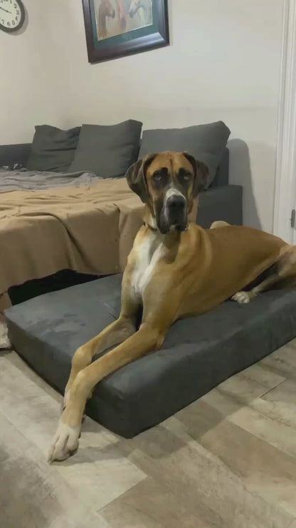 Large orthopedic dog bed with 7" memory foam mattress, BARKER BEDS USA